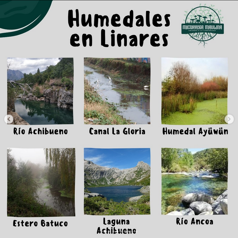 humedales linaes